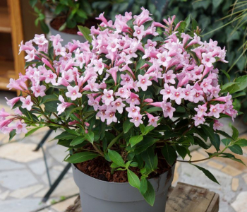 Вейгела Pink Poppet