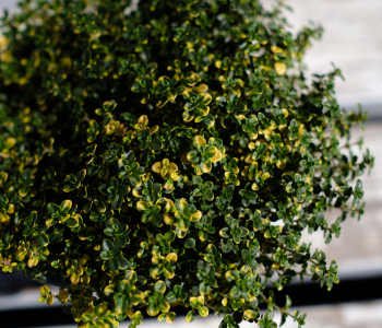 Тимьян лимоннопахнущий Doone Valley