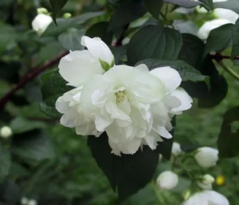 Чубушник Dame Blanche