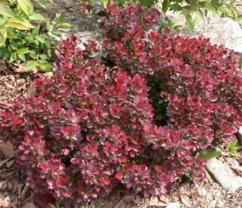 Барбарис Тунберга Atropurpurea Nana