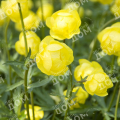 Купальница культурная Lemon Queen