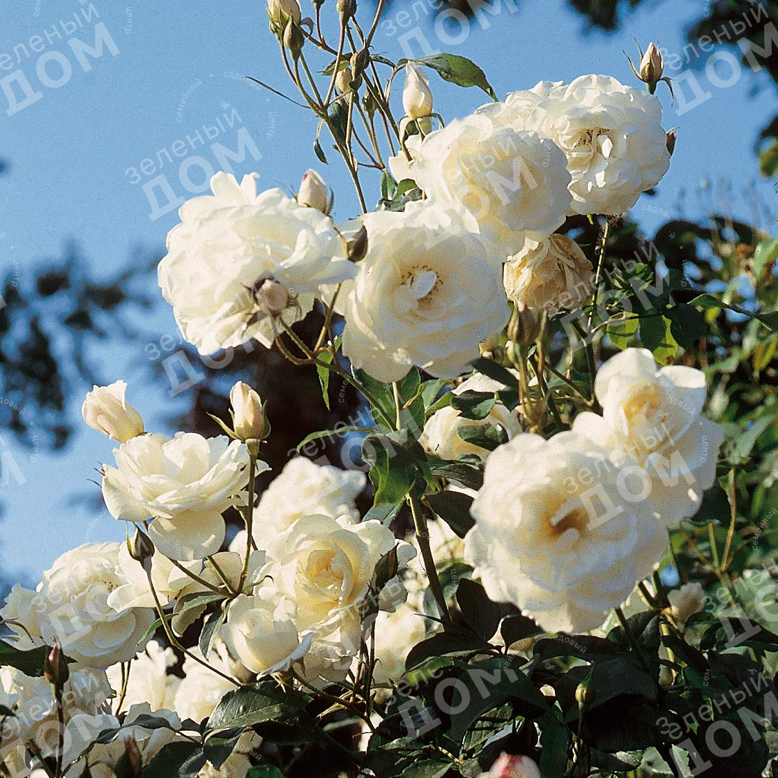 Роза флорибунда Schneewittchen (Kordes)