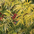 Бузина красная Welsh Gold