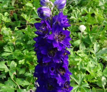 Дельфиниум Magic Fountain Dark Blue