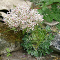 Камнеломка котиледон Pyramidalis