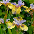Ирис сибирский Tipped in Blue