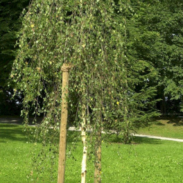 Береза повислая Crispa