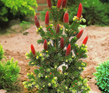 Ель колючая Lucky Strike