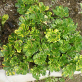 Камнеломка теневая Variegata