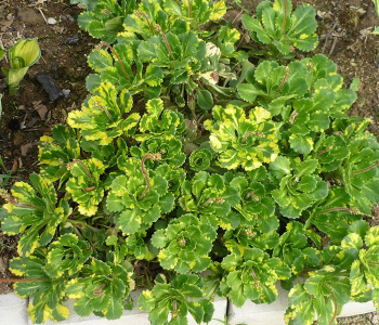 Камнеломка теневая Variegata