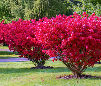 Бересклет европейский Red Cascade