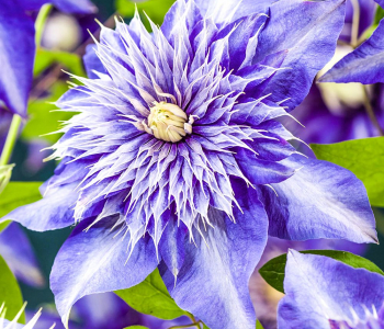 Клематис крупноцветковый Multi Blue