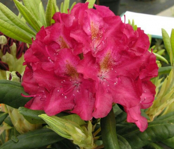 Рододендрон гибридный Royal Scarlet