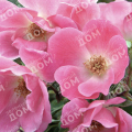 Роза кустовая Pink Knock Out