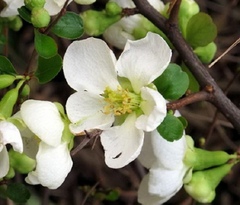 Айва японская Jet Trail