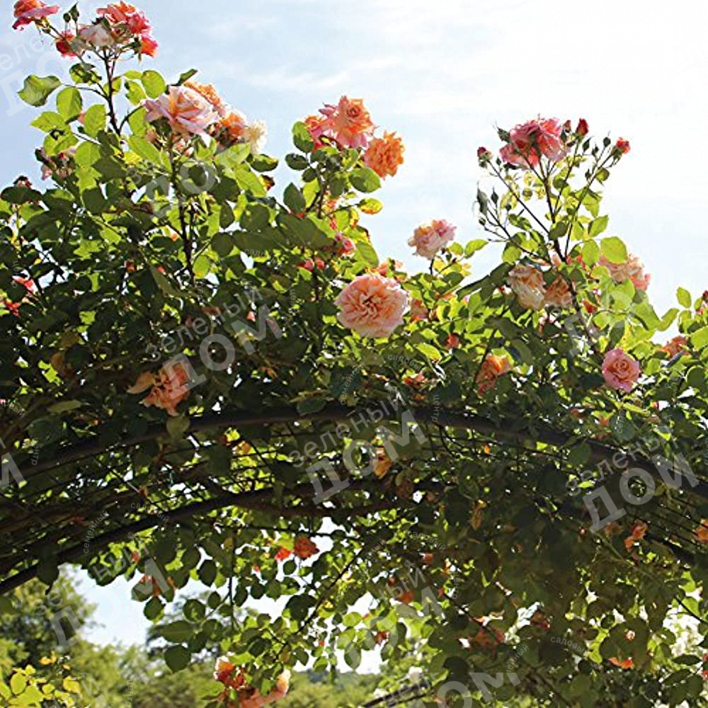 Роза плетистая Aloha (Kordes), саженцы