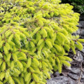 Ель обыкновенная Repens Gold