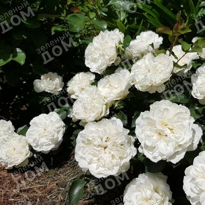 Бланк Мейдиланд. Суперобильное цветение. - YouTube