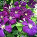 Клематис крупноцветковый Etoile Violette