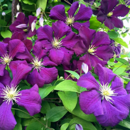 Клематис крупноцветковый Etoile Violette