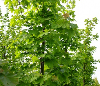 Клён остролистный Columnare