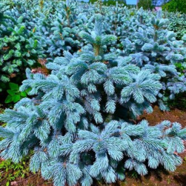 Ель колючая Super Blue Seedling
