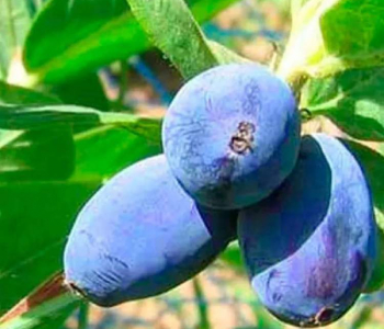 Жимолость плодовая Нимфа