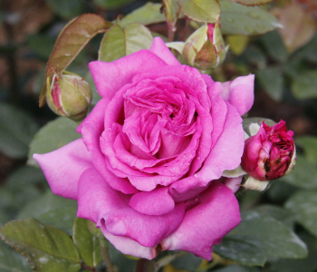 Роза чайно-гибридная Chartreuse de Parme 