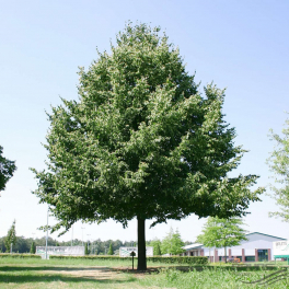 Липа европейская Pallida