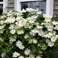 Клематис крупноцветковый Guernsey Cream