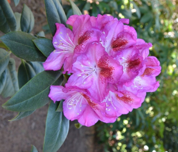 Рододендрон гибридный Royal Violet
