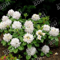 Рододендрон катевбинский Grandiflorum Album