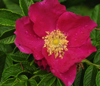 Роза морщинистая Rubra