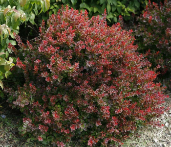 Барбарис Тунберга Pygmy Ruby