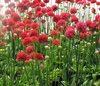 Армерия приморская Ballerina Red