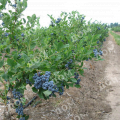 Голубика садовая Duke