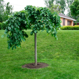 Вяз шершавый Pendula 