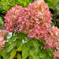 Гортензия метельчатая Bee Green