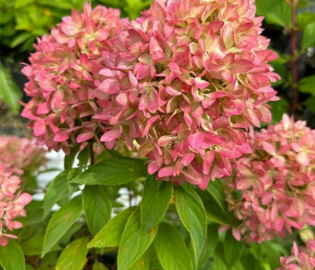 Гортензия метельчатая Bee Green