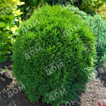 Туя западная Little Giant
