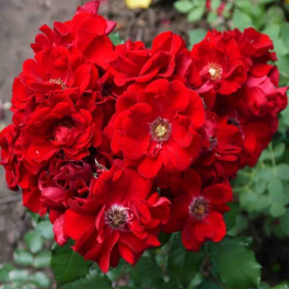 Роза кустовая Roter Korsar (Kordes)