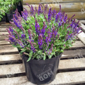 Шалфей дубравный Konigin Violet