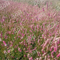 Кровохлебка лекарственная Old Pink