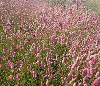 Кровохлебка лекарственная Old Pink