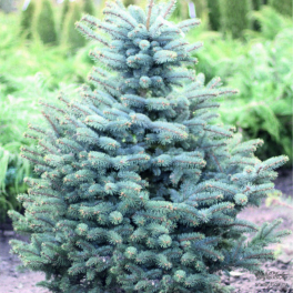 Ель колючая Glauca