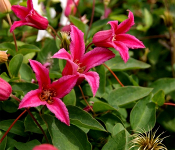 Клематис группа Texensis Princess Diana