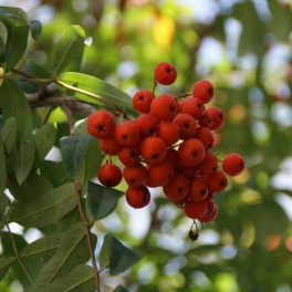 Рябина обыкновенная Edulis