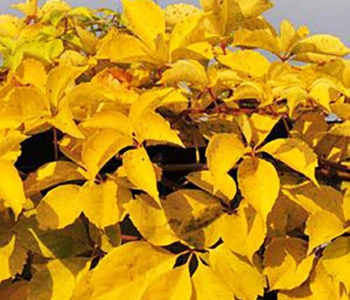 Виноград девичий пятилистный YellowWall