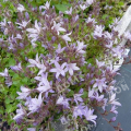 Колокольчик Пожарского Lisduggan Variety