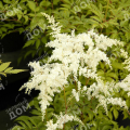Астильба простолистная White Sensation